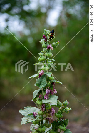 The Mylabris on the red-pink hollyhocks plant in a garden 104244354