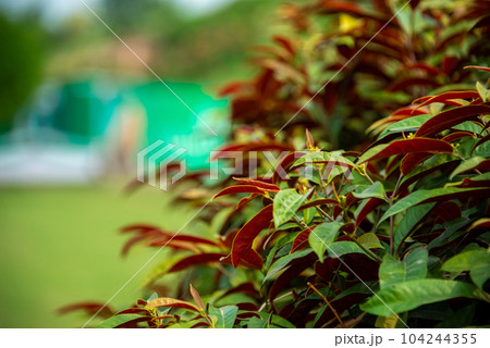 The blindness tree is a species of Excoecaria, also known as Chinese Croton, a subtropical evergreen shrub 104244355