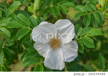 薫り高いハマナスは薬効の高いハーブ 104244488
