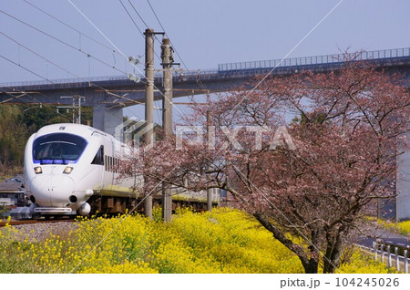 菜の花と桜と特急ソニック 104245026