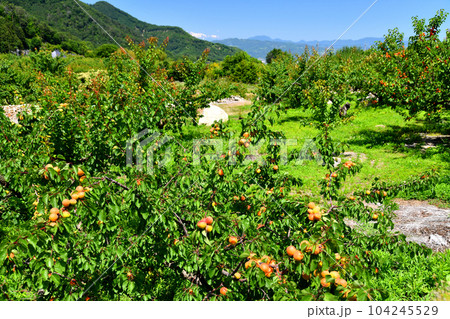 千曲市森地区のあんず畑(長野県千曲市)【2023.6】 104245529