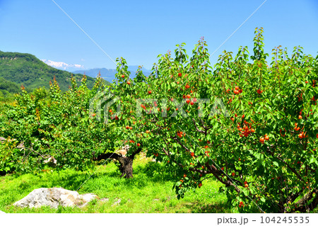 千曲市森地区のあんず畑(長野県千曲市)【2023.6】 千曲市森地区のあんず畑(長野県千曲市)【2023.6】 104245535