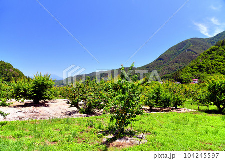 千曲市森地区のあんず畑(長野県千曲市)【2023.6】 千曲市森地区のあんず畑(長野県千曲市)【2023.6】 104245597