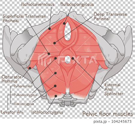 pelvic floor muscles, pelvic floor muscles, pelvis, muscles, illustration 104245673