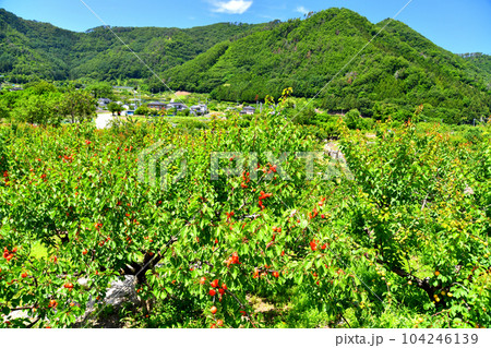 千曲市森地区のあんず畑(長野県千曲市)【2023.6】 104246139