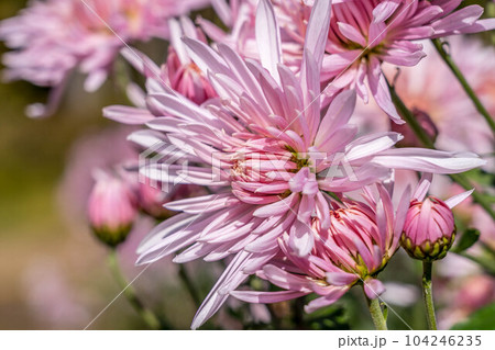 秋の陽ざしと薄紅色の菊 104246235