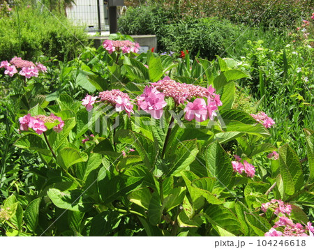桃色の大きい花は六月の額紫陽花の花 桃色の大きい花は六月の額紫陽花の花 104246618