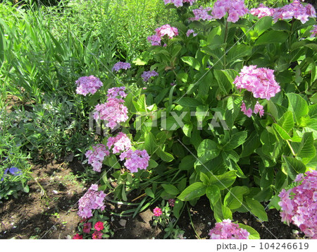 満開になった桃色の紫陽花 満開になった桃色の紫陽花 104246619