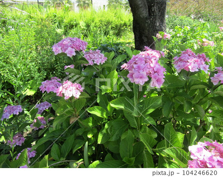 満開になった桃色の紫陽花 満開になった桃色の紫陽花 104246620