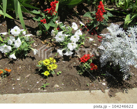 赤いサルビアとマリーゴールドの黄色い花とジニアの花 104246622