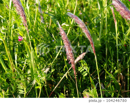 埼玉県川口市の荒川の土手に咲くチガヤの花穂 埼玉県川口市の荒川の土手に咲くチガヤの花穂 104246780