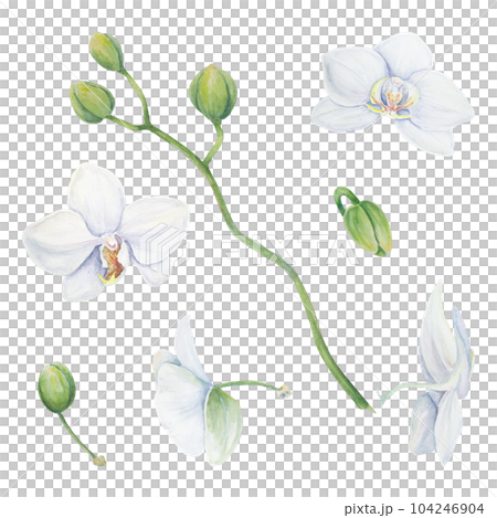 Set of white orchid flower elements. Delicate realistic botanical watercolor hand drawn illustration. Clipart for wedding invitations, decor, textiles, gifts, packaging and floristry. Set of white orchid flower elements. Delicate realistic botanical watercolor hand drawn illustration. Clipart for wedding invitations, decor, textiles, gifts, packaging and floristry. 104246904