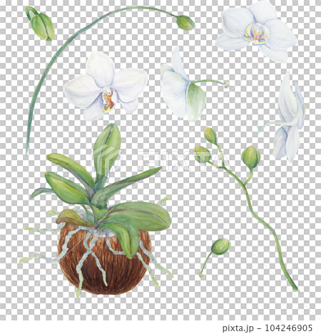 Set of white orchid flowers in coconut. Delicate realistic botanical watercolor hand drawn illustration. Clipart for wedding invitations, decor, textiles, gifts, packaging and floristry. 104246905