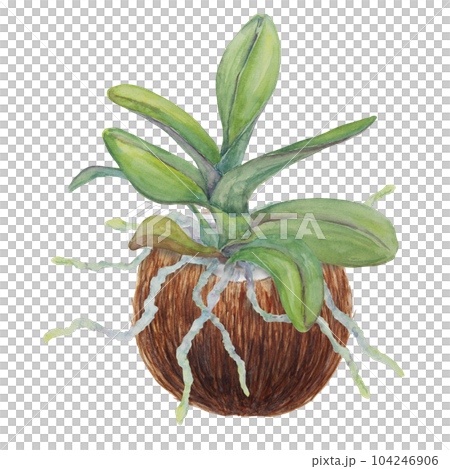 Green orchid leave in coconut. Delicate realistic botanical watercolor hand drawn illustration. Clipart for wedding invitations, decor, textiles, gifts, packaging and floristry. Green orchid leave in coconut. Delicate realistic botanical watercolor hand drawn illustration. Clipart for wedding invitations, decor, textiles, gifts, packaging and floristry. 104246906