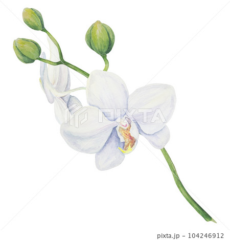 White orchid flower. Delicate realistic botanical watercolor hand drawn illustration. Clipart for wedding invitations, decor, textiles, gifts, packaging and floristry. White orchid flower. Delicate realistic botanical watercolor hand drawn illustration. Clipart for wedding invitations, decor, textiles, gifts, packaging and floristry. 104246912