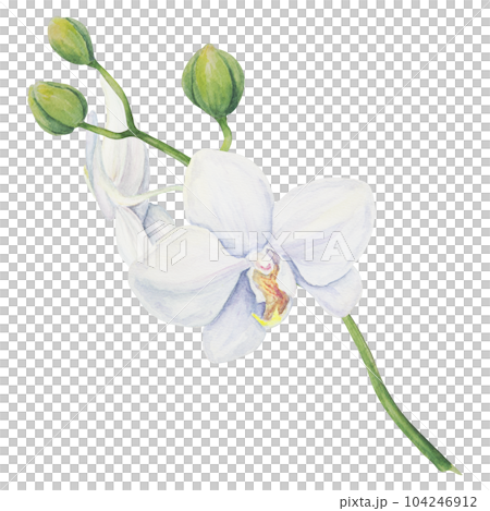 White orchid flower. Delicate realistic botanical watercolor hand drawn illustration. Clipart for wedding invitations, decor, textiles, gifts, packaging and floristry. White orchid flower. Delicate realistic botanical watercolor hand drawn illustration. Clipart for wedding invitations, decor, textiles, gifts, packaging and floristry. 104246912