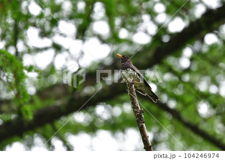 軽井沢や蓼科の初夏の高原で出会える夏の渡り鳥クロツグミ 軽井沢や蓼科の初夏の高原で出会える夏の渡り鳥クロツグミ 104246974