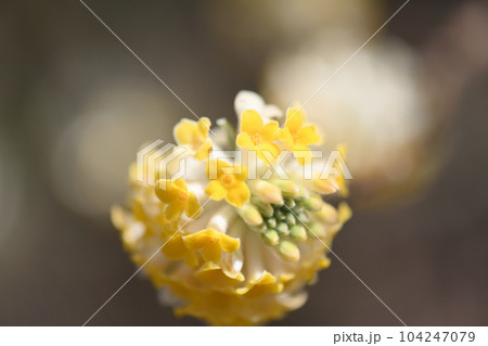 ミツマタの花 ミツマタの花 104247079