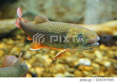 ニッコウイワナ　日光岩魚　日光岩穴魚　魚 104247095