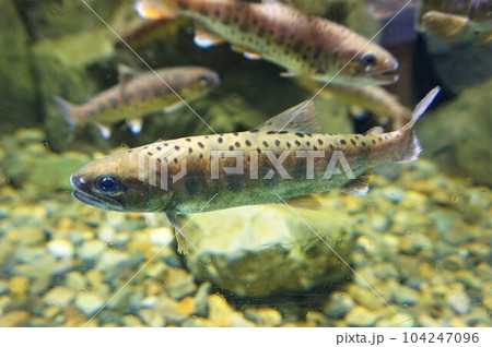 ヤマメ 山女魚 山女 サクラマス 魚 パーマーク 斑紋模様 ヤマメ 山女魚 山女 サクラマス 魚 パーマーク 斑紋模様 104247096