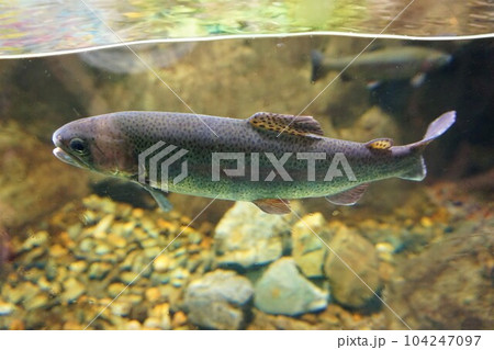 ニジマス　虹鱒　釣り　釣り堀　魚　 104247097