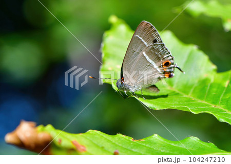 初夏の森で見られる金緑色に輝く美しいチョウ、ヒサマツミドリシジミ 104247210