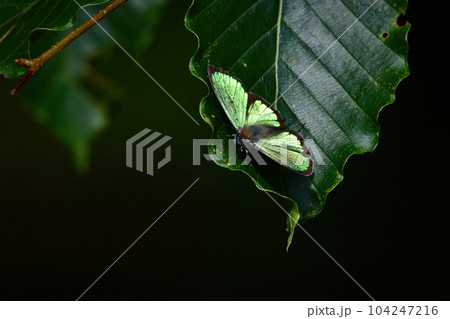 初夏の森で見られる金緑色に輝く美しいチョウ、ヒサマツミドリシジミ 104247216