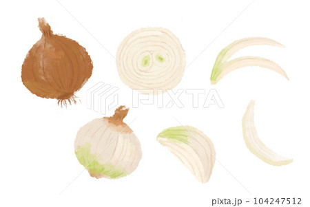 水彩風の玉ねぎのイラスト 104247512