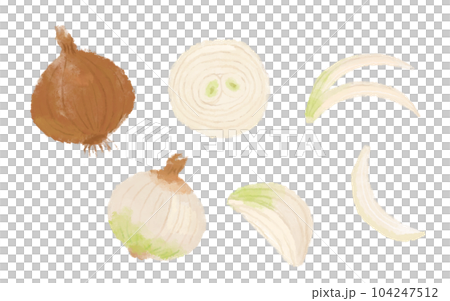 水彩風の玉ねぎのイラスト 104247512