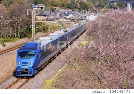 特急ソニックの桜舞台、つぼみから少しずつ咲き誇る 104248375