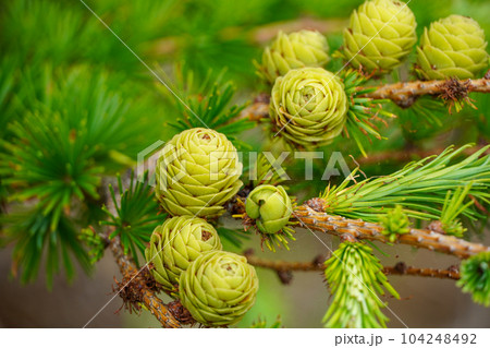 カラマツの緑の松ぼっくり 104248492