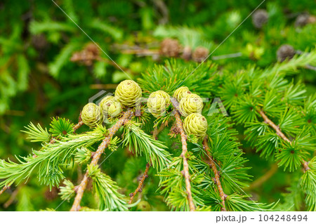 カラマツの緑の松ぼっくり 104248494