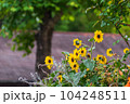ヒマワリの花の咲く風景　夏イメージ 104248511