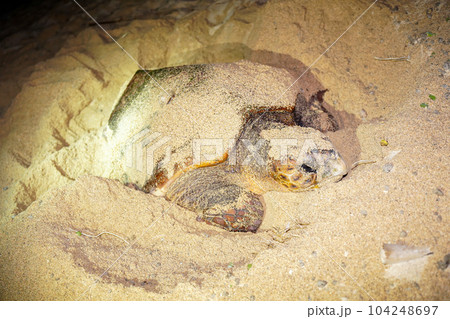 ウミガメの産卵 ウミガメの産卵 104248697