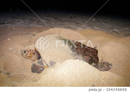 ウミガメの産卵 ウミガメの産卵 104248698