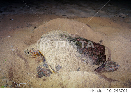 ウミガメの産卵 104248701