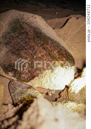 ウミガメの産卵 ウミガメの産卵 104248712