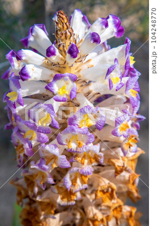 Cistanche medicinal flower, a rare medicinal plant in the desert 104248770