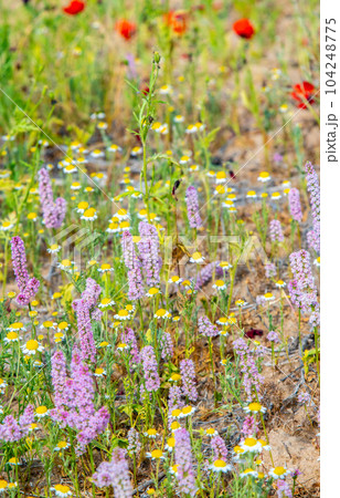 texture of wild lavender, many beautiful pink flowers growing in the Kyzylkum desert 104248775