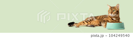 The cat on a colored background eats food from a bowl. The cat on a colored background eats food from a bowl. 104249540