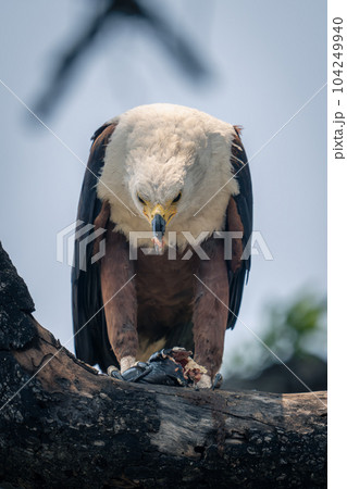 African fish eagle bends to eat fish 104249940