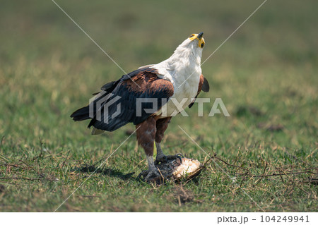 African fish eagle cocks head on grass African fish eagle cocks head on grass 104249941