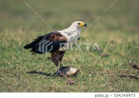 African fish eagle on grass with fish African fish eagle on grass with fish 104249973