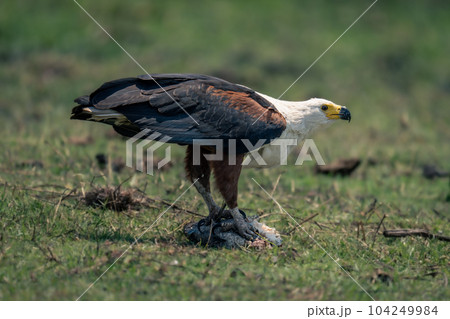 African fish eagle stands on dead fish African fish eagle stands on dead fish 104249984
