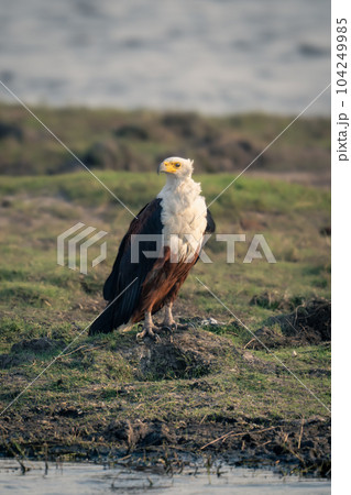 African fish eagle stands on grassy riverbank 104249985