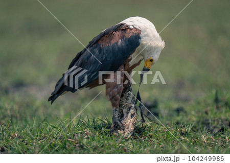 African fish eagle stands ripping apart fish 104249986