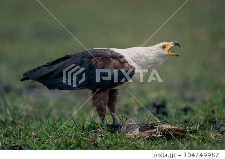 African fish eagle stands squawking over fish 104249987