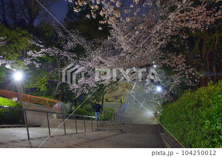 大阪城公園　夜桜 104250012