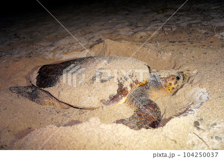 ウミガメの産卵 104250037