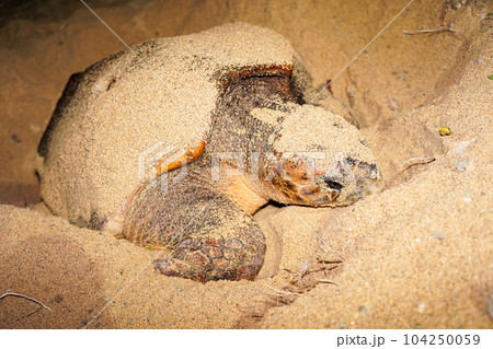 ウミガメの産卵 104250059